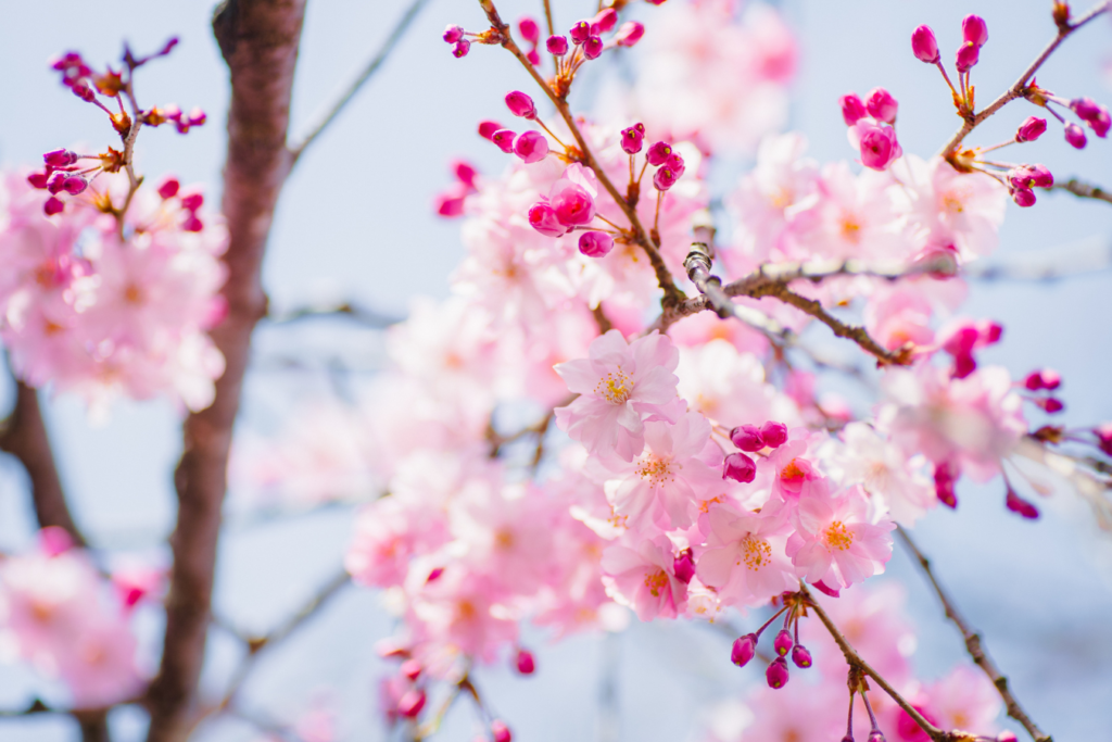 Mantenimiento Preventivo En Primavera